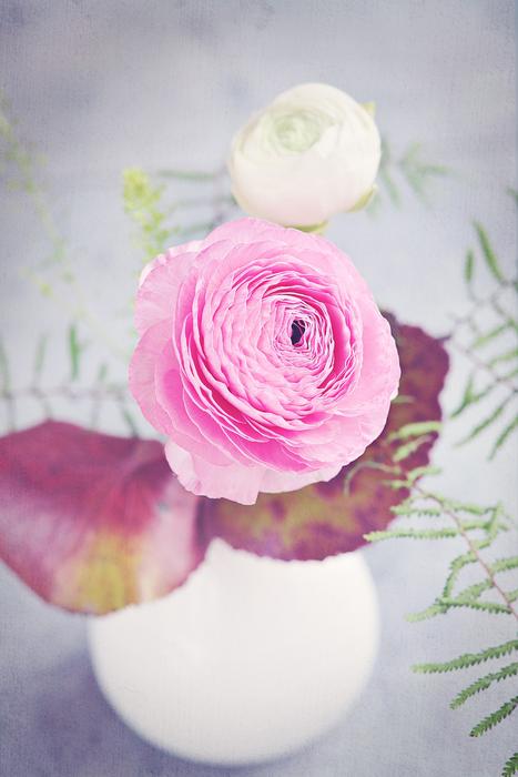 Ranunculus Flower Blossom
