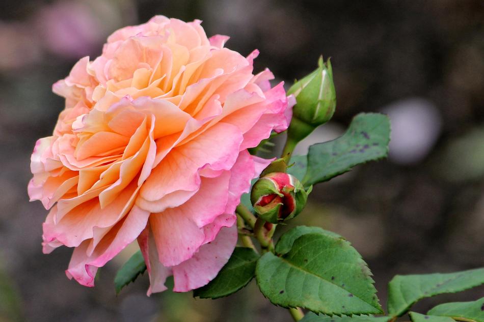 Rose Salmon Blossom
