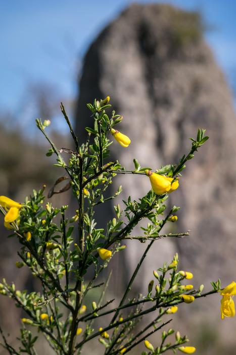 Broom Rock Bud