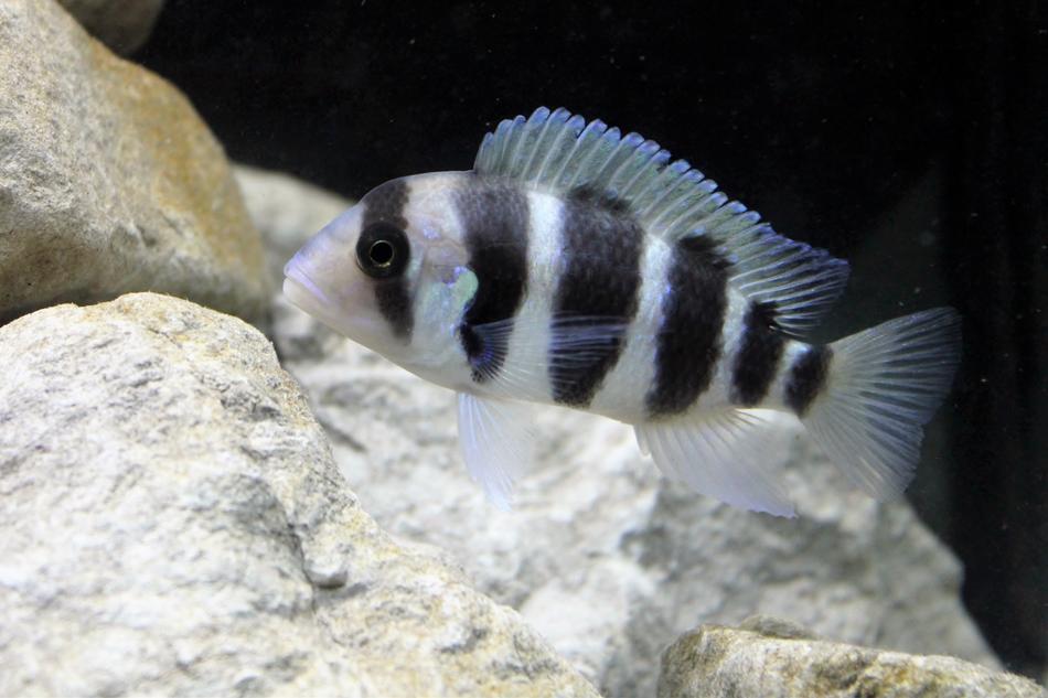 little fish by the rock