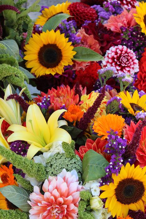 beautiful colored flowers