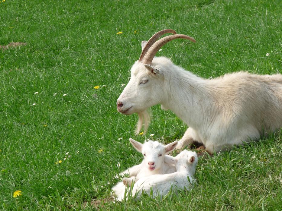 Goats Kid Domestic