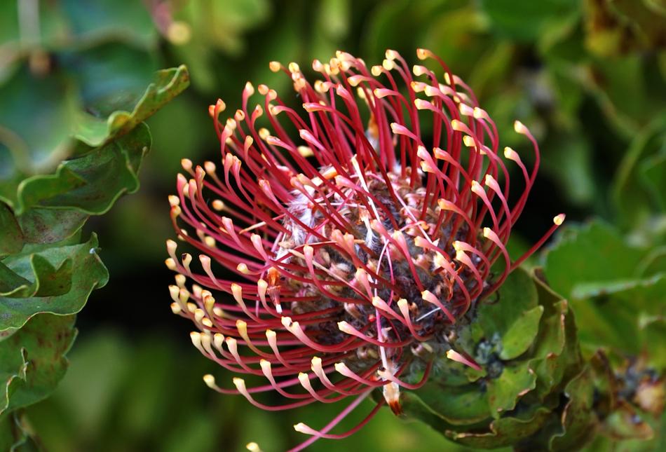 Bloom Pincushion flowering