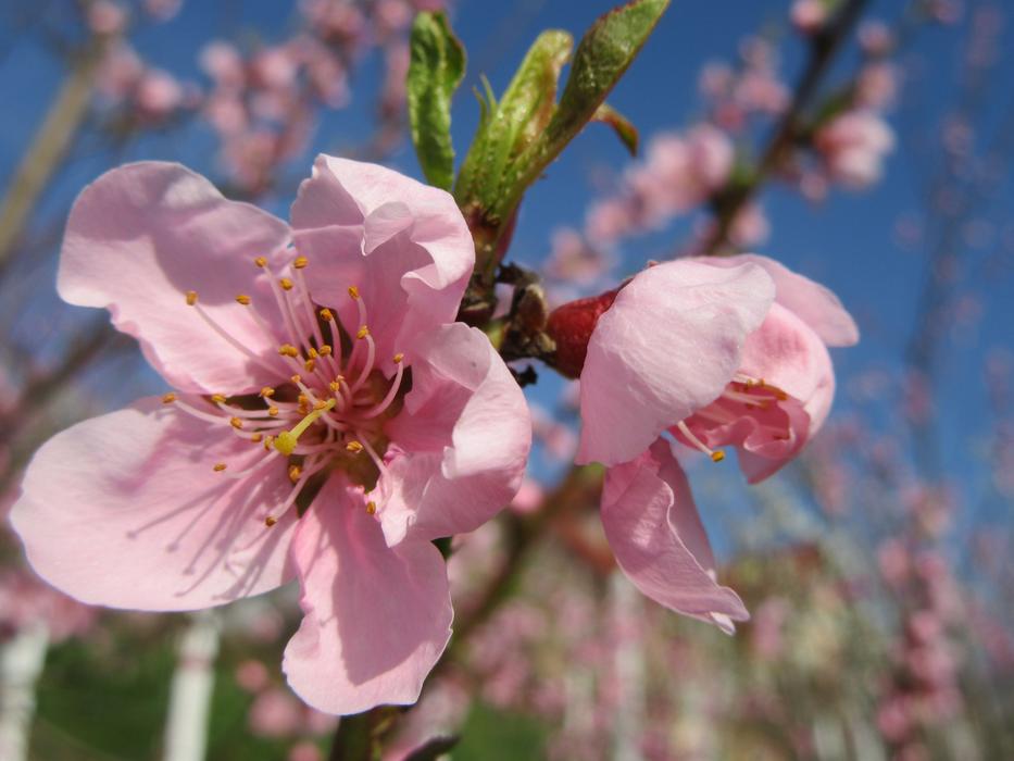Spring Flower Tree