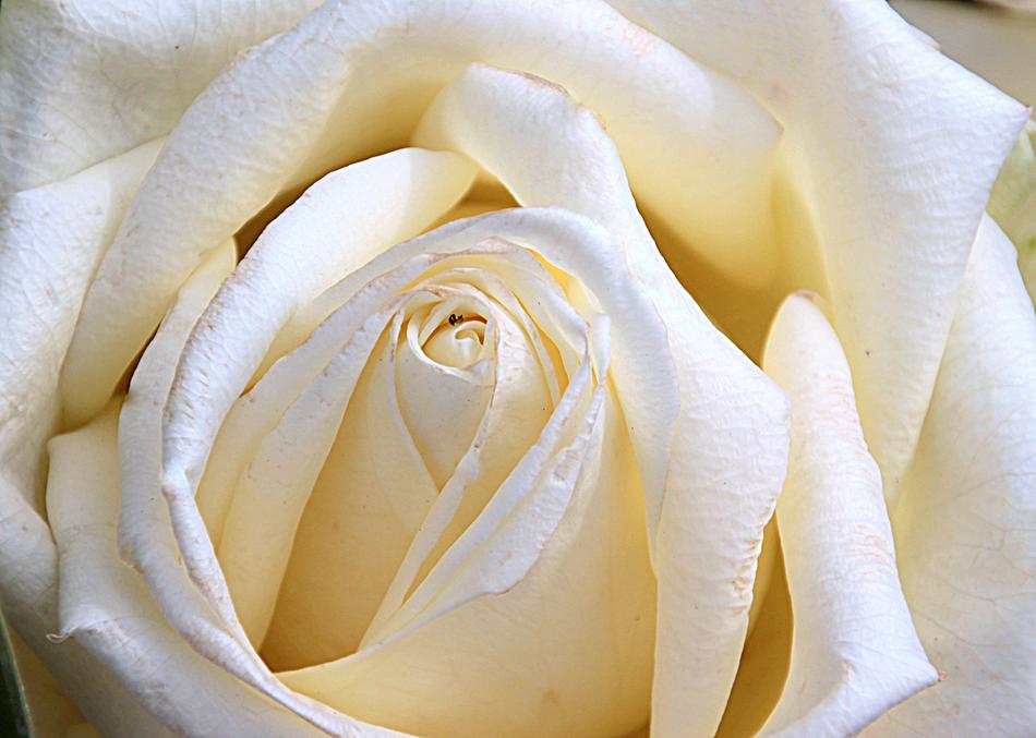 Rose Bloom White