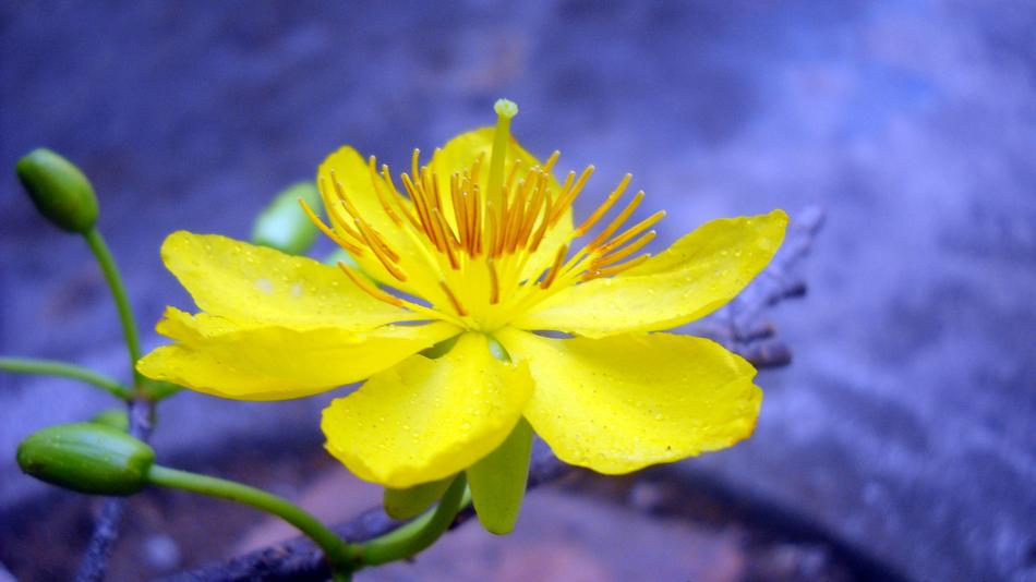 yellow flower on a purple background
