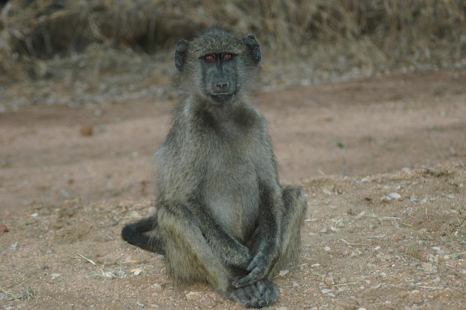 baby monkeys on the beach