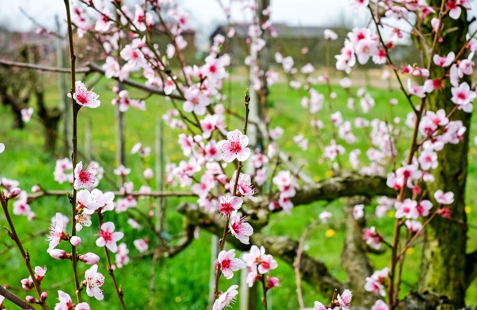 Cherry Blossom Wild
