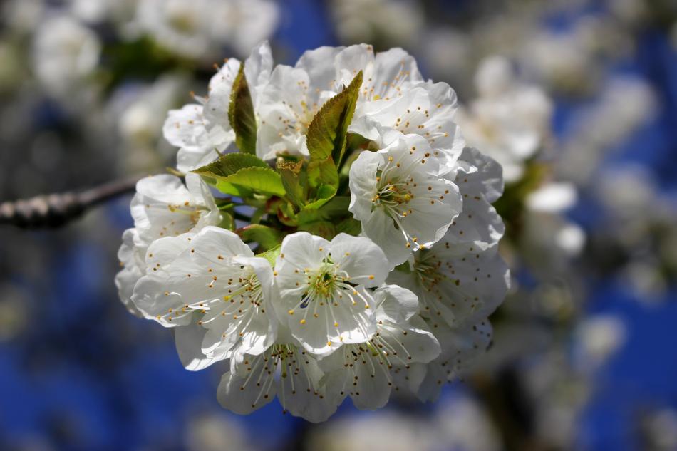 Cherry Flower Flowering