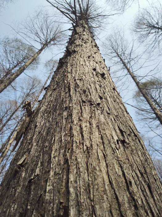 tall big trees in the forest