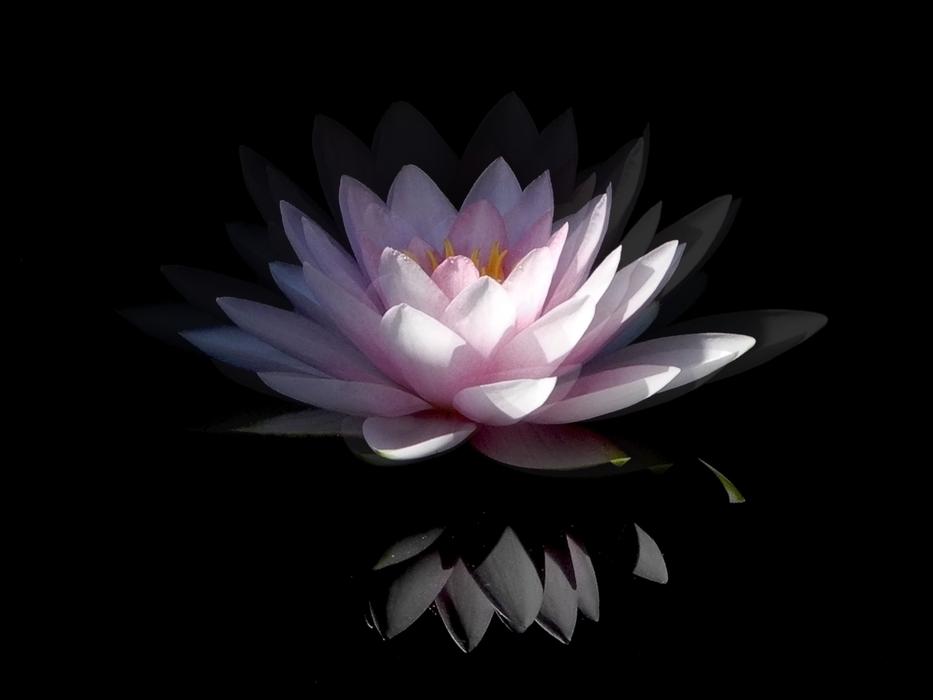 Water Lily Pink