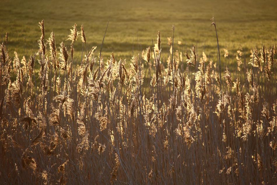 wheat field illuminated by sunlight