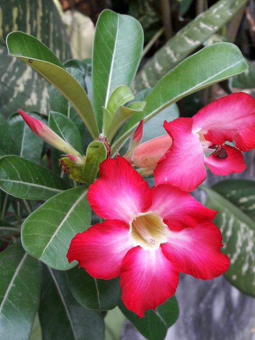 Invited To Visit Desert Rose