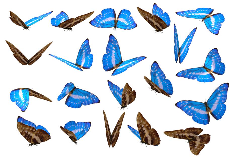 butterfly unique no background