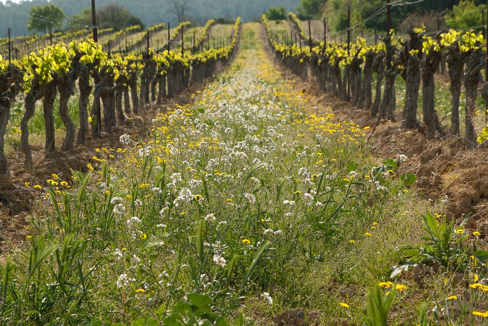 Vine Vineyard Culture