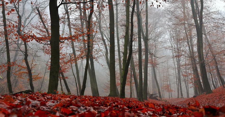 Autumn Nature Forest