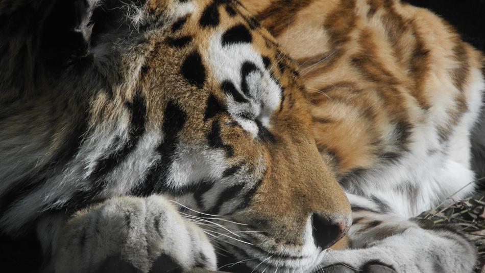 wonderful Cat Tired Zoo