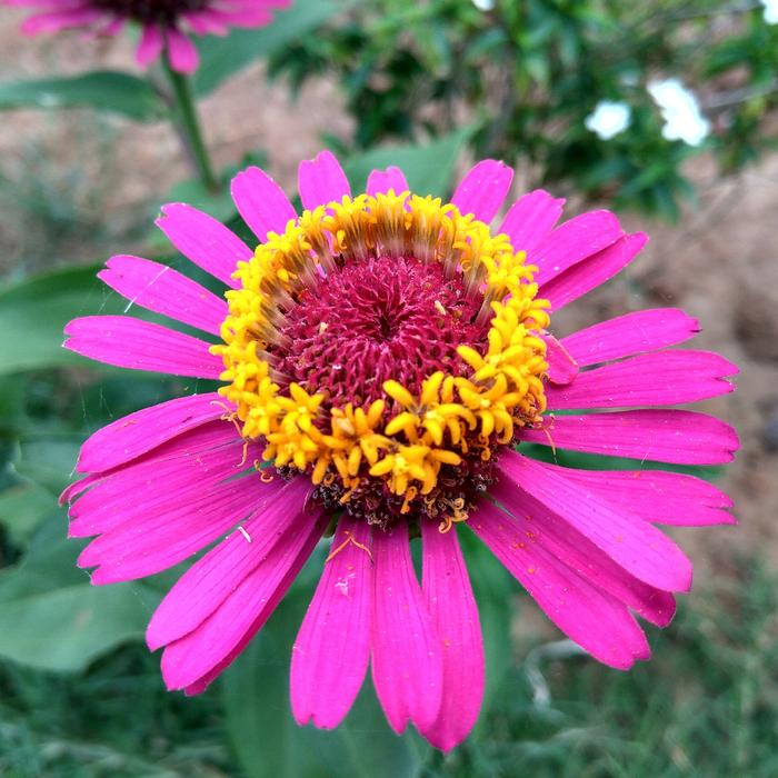 Flowers Garden Beautiful