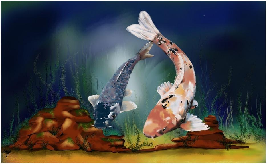 art koi carp water fish