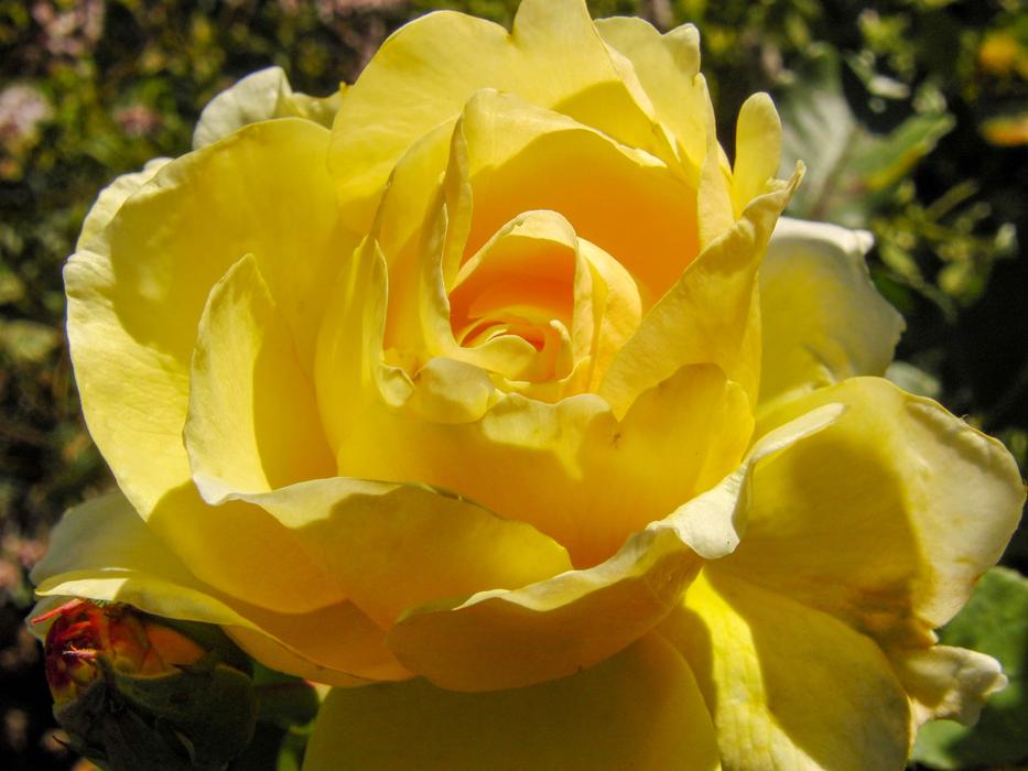 Rose Yellow Blossom