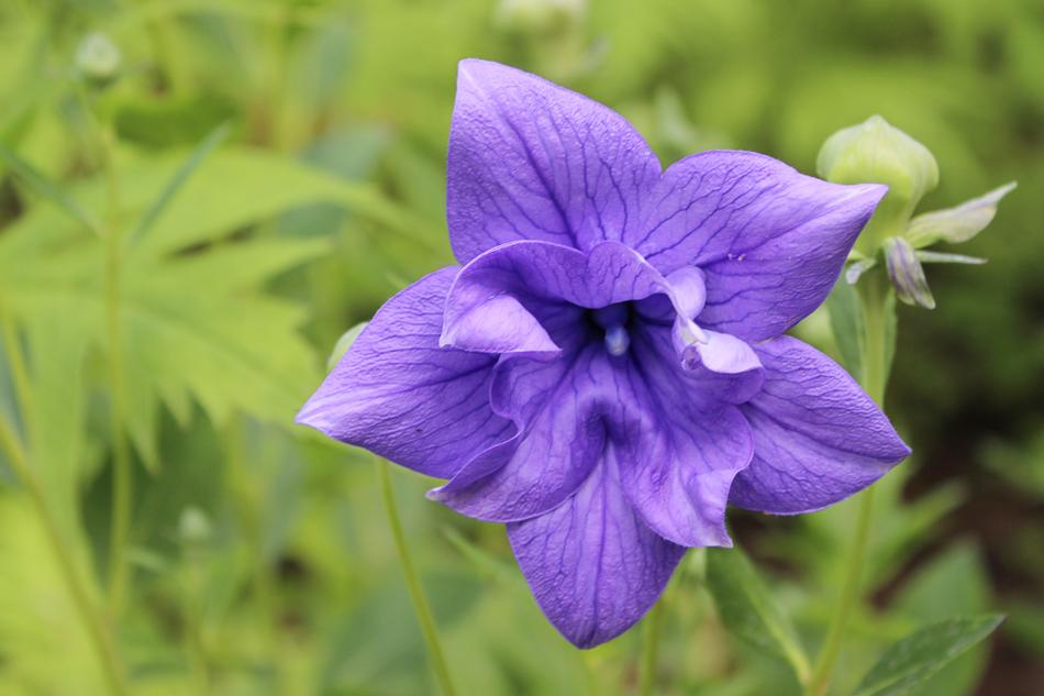 Balloon Flower Blossom Bloom