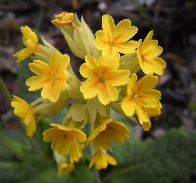 Flower Primroses Hello