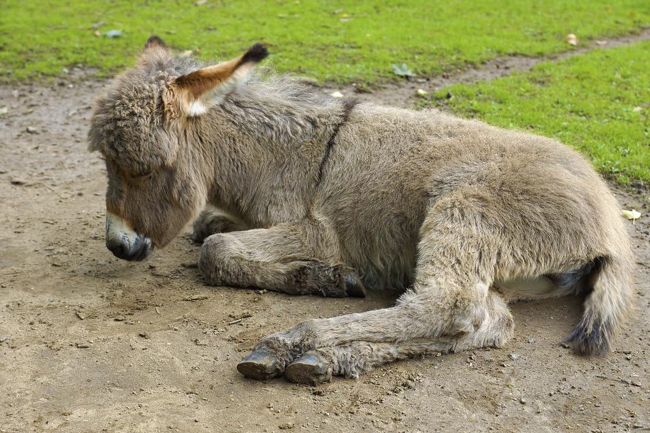 cute donkey with fluffy bangs