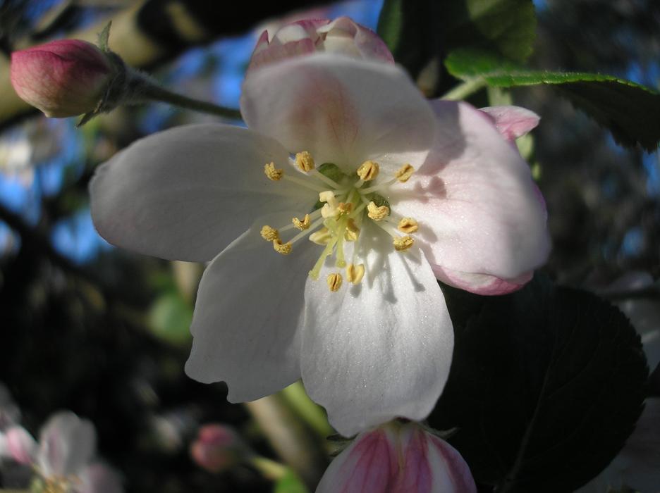 blooming flower on a tree in the sun