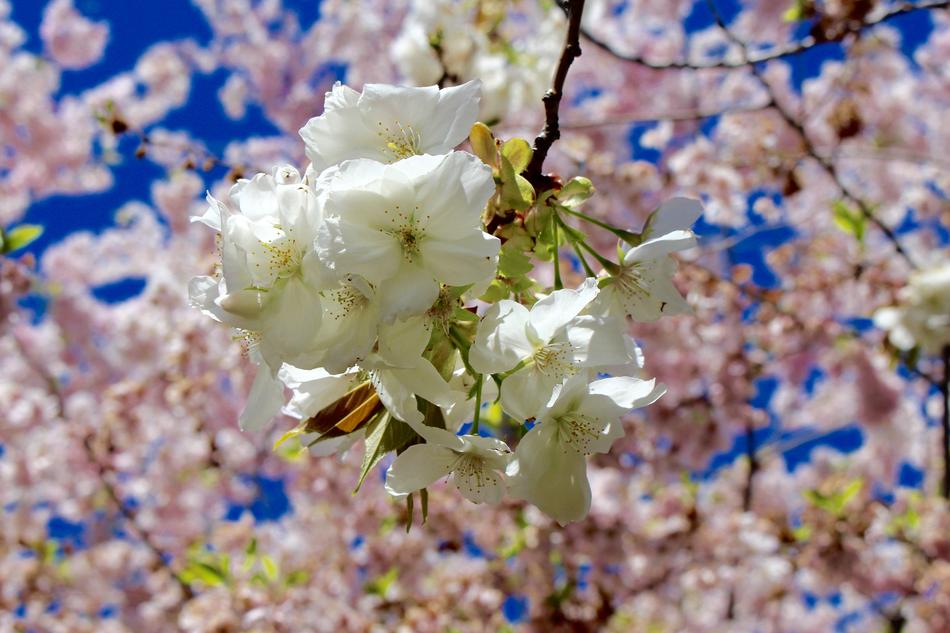 Spring Cherry Blossom