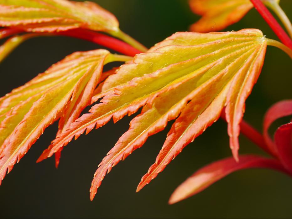 orange leaves on a tree