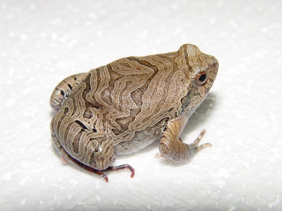 big toad on white background