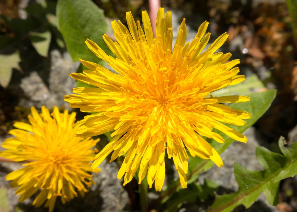 Dandelion Yellow Flower
