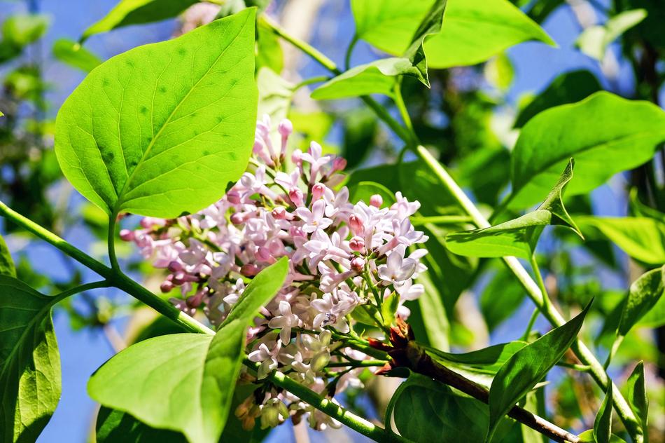 Lilac Flower Blossom