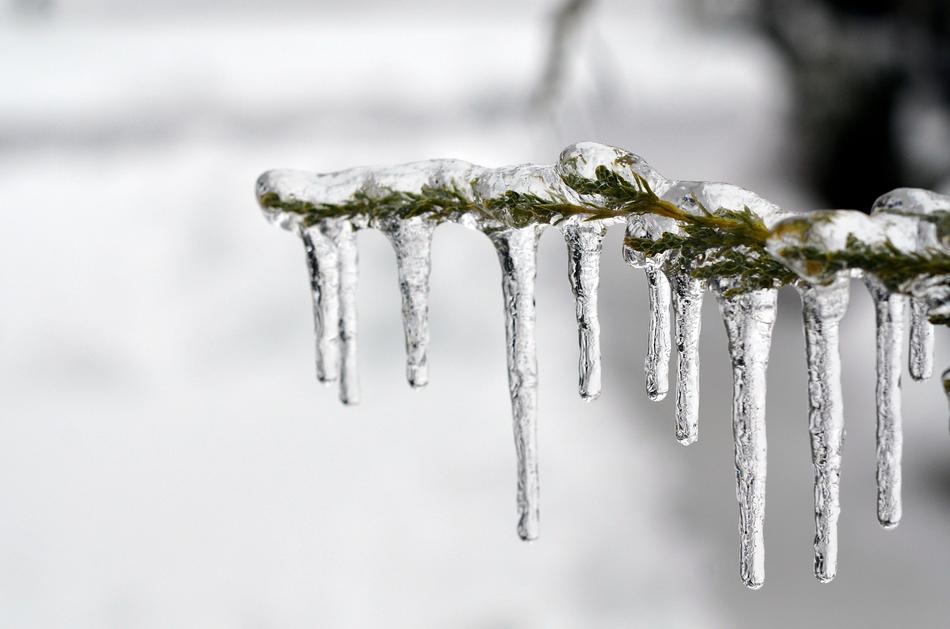 Ice Frozen Tree