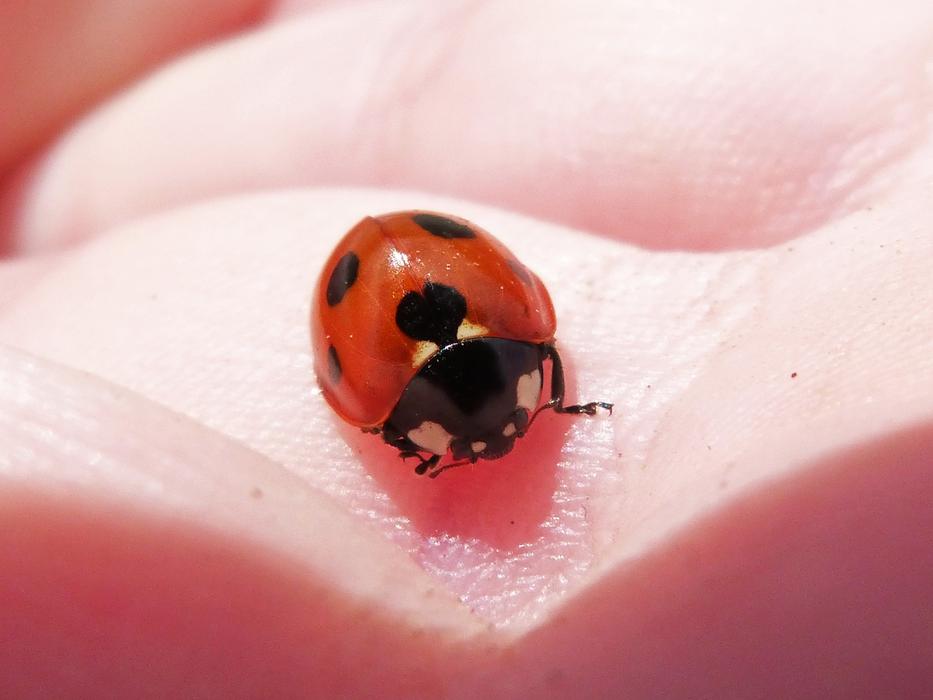 Closeup of a ladybug on the arm