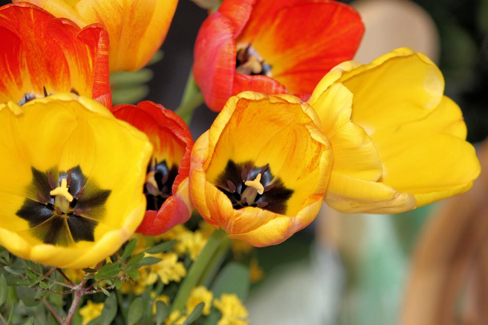 yellow poppies on the table