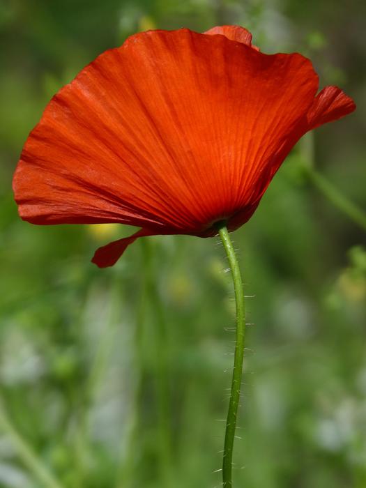 Poppy Ababol Spring