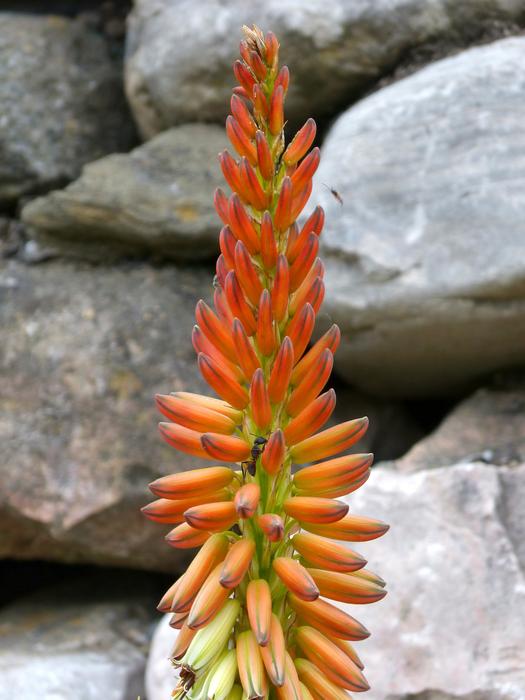 Flower Composite Cactus