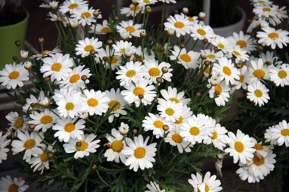 white daisies fragrant spring