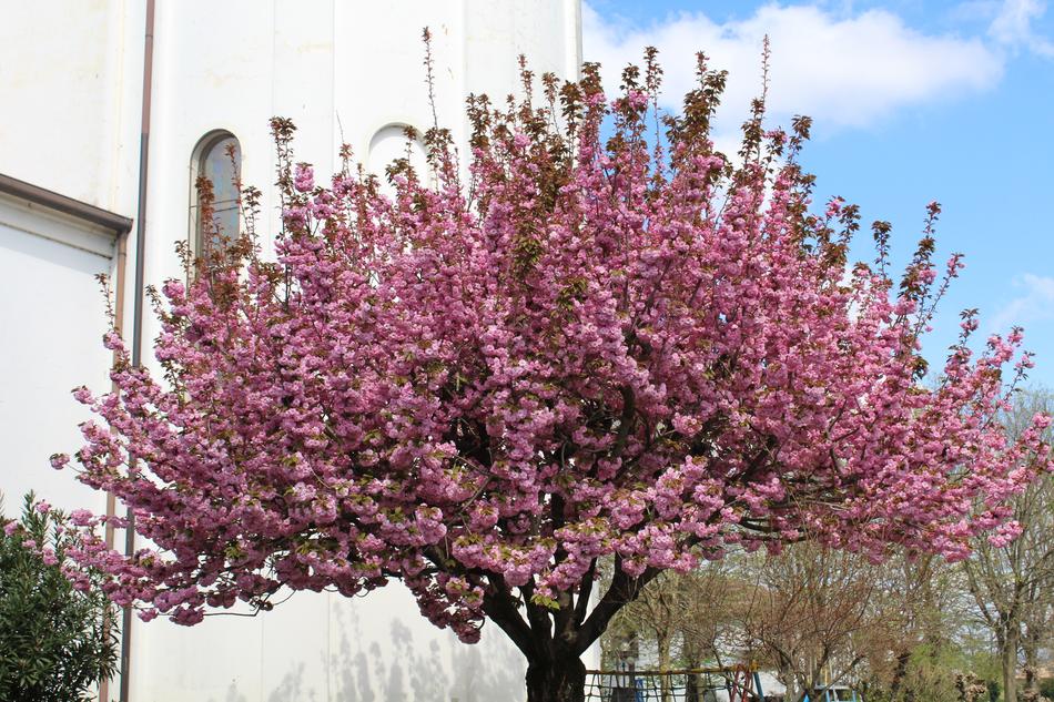 rosewood in bloom