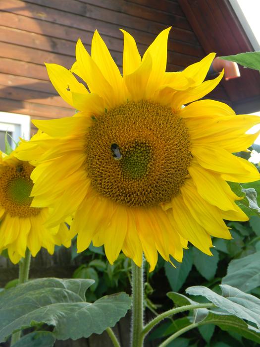 bright sunflower on the farm