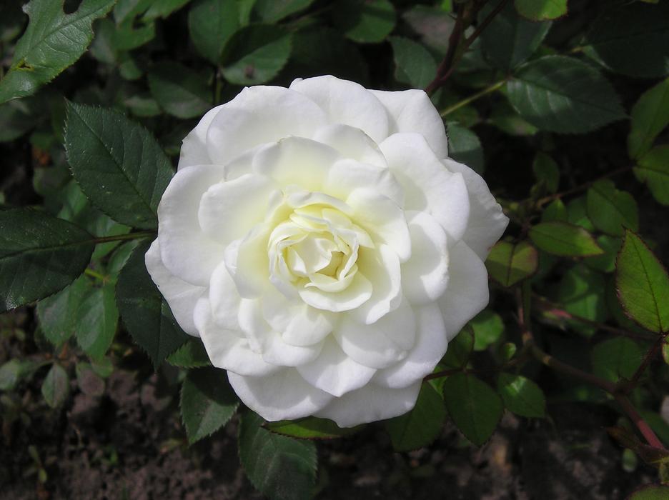 Flower White Rose
