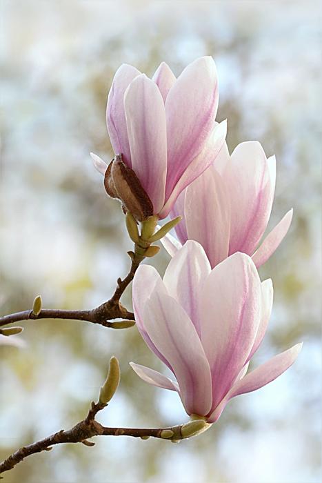 delicate pretty flowers on a tree