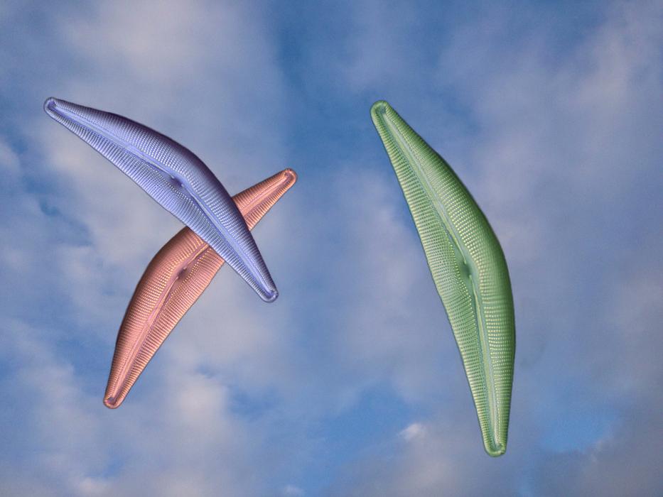 beautiful colored flying snakes in the sky