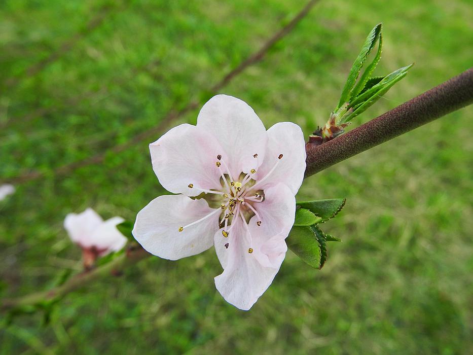 Peach Blossom Bloom