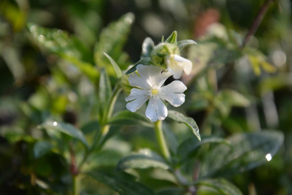 Campion Flower Meadow