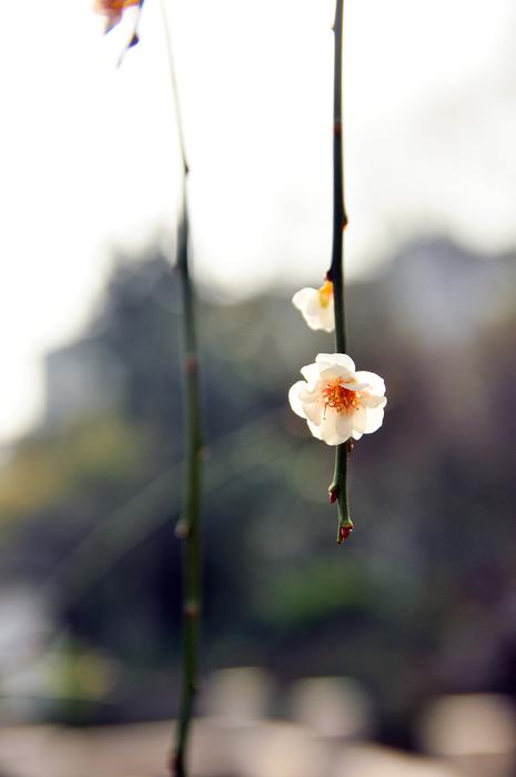 little white flower on a tree