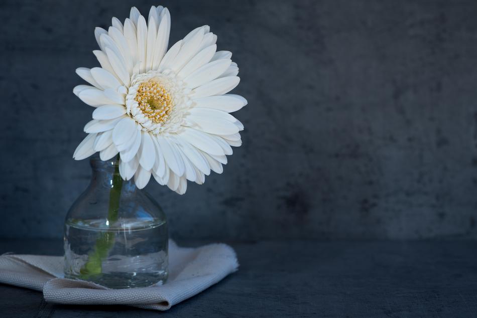 Flower White Blossom