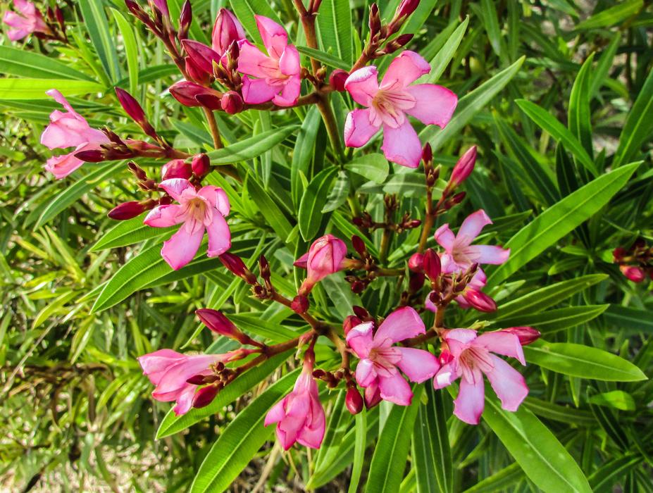 Flowers Spring Garden