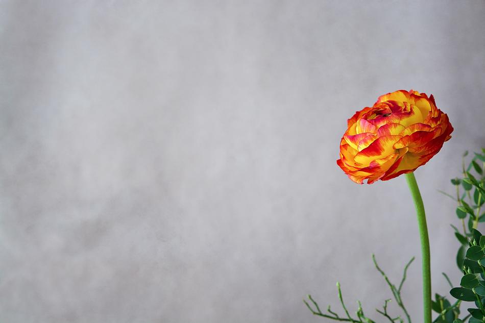 Flower Ranunculus Blossom
